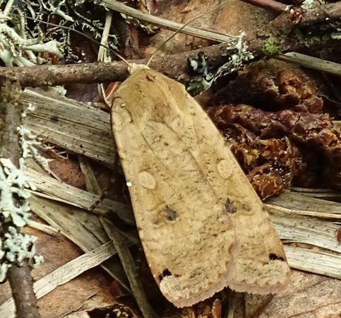Noctua pronuba